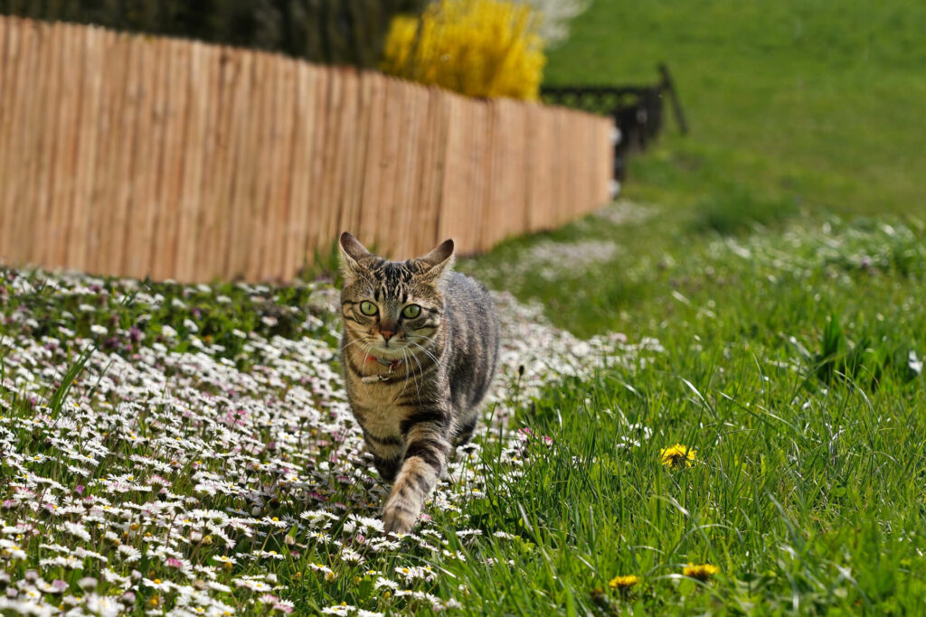Nachhaltiges Hunde- & Katzenfutter